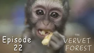 The Dodo Comeback Kid Jerry Meets New Monkey Mom - Ep. 22