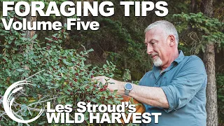 Wild Harvest Foraging Tips  Vol 5 | Les Stroud | Wild Harvest TV series