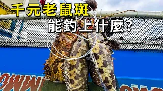 上千元極品老鼠斑，被漁民拿來當誘餌，不僅回本還翻了番的賺！