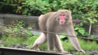 根府川のさる 線路歩き Monkeys run on railway at Nebukawa area, Kanagawa M2950011