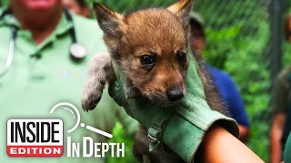 Why These Humans Hunt Wolf Pups to Save Them