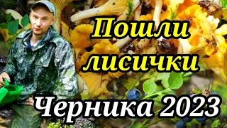 Сбор черники 2023. В Беларуси пошли лисички! Новая Цена на чернику