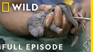 Performing a Doberman C-section (Full Episode) | Critter Fixers: Country Vets