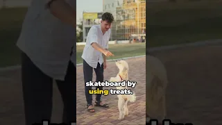 Teach Your Dog to Skateboard! 🛹🐾 #DogSkateboard #TrainingFun