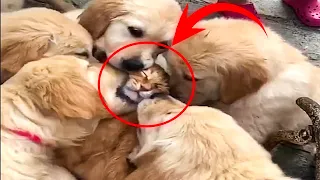This Cat Rescued These Puppies From The Trash Can And Moved Them To His Shelter