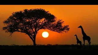 Africa Amini Life - Sacred Harmony of Human and Nature