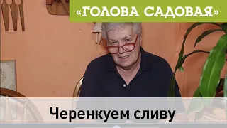 Голова садовая - Черенкуем сливу