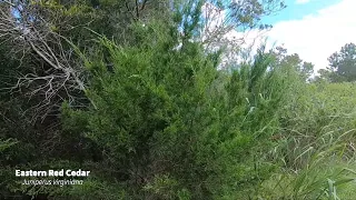 Eastern Redcedar - Juniperus virginiana