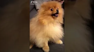 Dog: Pomeranian Sneezes Uncontrollably #Shorts (See Description)