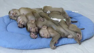 Four Little Dodo Mori Donal & Moly Sleeping After Got Milk Full