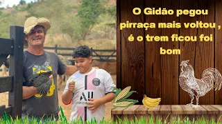 Gidão pegou pirraça mais voltou /Um dia na roça com os roceiros de verdade