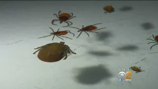 Tick Talk: How To Prevent And Treat Bites As Warm Weather Brings More Bugs Out