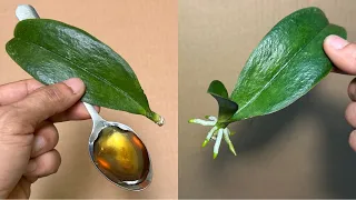 This Magic Water Spoon Instantly Revives 1 Orchid Leaf