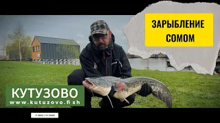 Зарыбление сомом 900 кг.