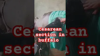 Cesarean section in buffalo l Dr Umar khan