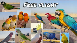 Free Flight | Caique Parrot | Scarlet Macaw | Hyacinth Macaw | Sun Conure | Cockatoo | Alexander