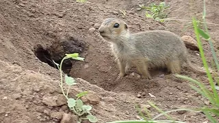 Как звонко пищит суслик из своей норки