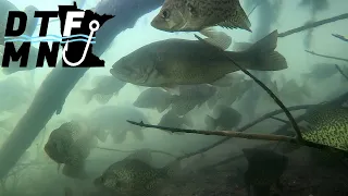 Crappies are stacked in a tree! UNDERWATER FOOTAGE