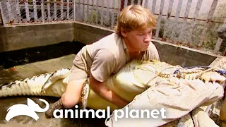 Steve's Crocodile Rescue Mission | The Crocodile Hunter | Animal Planet