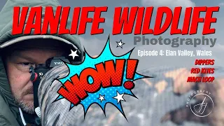 WALES WALES WALES! - DIPPERS, the Mach Loop & KITES! Wildlife Photography with the Sony A1 (4K)