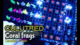 Farmed Coral Frags & More