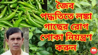 লঙ্কা/মরিচ গাছের রোগ, পোকা ও তার প্রতিকার|| chilli plant disease