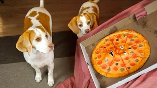 Dogs vs. Talking Pizza Prank: Funny Dogs Maymo & Penny