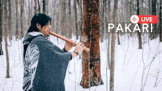 Pakari(Yupanki)- Music Unites Us☮️Beautiful Native Music