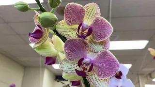 Orchids in Vancouver stores/ Скромный ассортимент орхидей в Ванкувере.