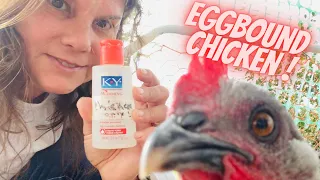 EGG BOUND CHICKEN VLOG