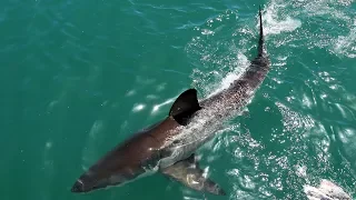 В Австралии акула убила туриста