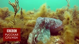 Удивительный мир секса гигантских каракатиц