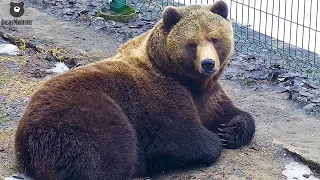 Я тут отдохну, а вы пока мной полюбуйтесь🐻😚/Bear Mansur