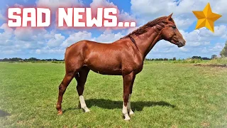 Bad Rising Star⭐ news... Will he ever get better? | Friesian Horses