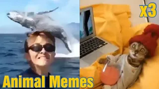 Animal Memes #3 | Best Meme Compilation | BEST COUB 2020/August