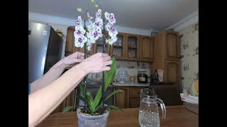 Можно ли пересаживать Орхидею в цветущем виде? Как правильно это сделать? Важные моменты.