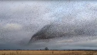 AMAZING Bird Flocks! | Earth Unplugged
