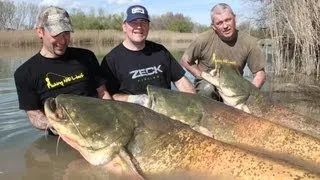 MONSTER CATFISH IN RIVER SEGRE - HD by CATFISH WORLD