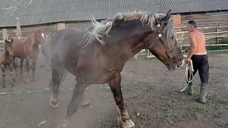 Лошади и жеребята знакомятся 🍓с жеребцом