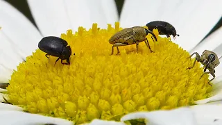 Black Carpet Beetles And Weevils On A Daisy