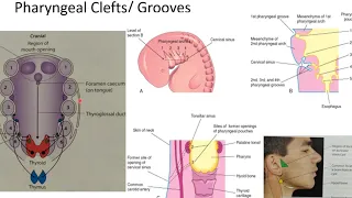 Embryology / Development of Head and Neck 1 / PHARYNGEAL  ARCH / ANATOMY