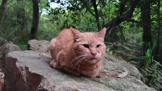 様々な過ごし方をする🐈達。