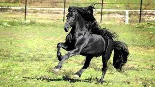 WORLD FAMOUS FRIESIAN STALLION