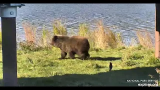 132. Wooly Mammoth ( Fat bear Jr winner) and sibling Explore.org 9/25/2021