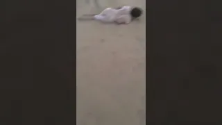 حصان يقلب على الخيال🙁💔