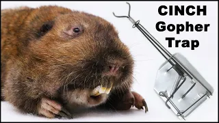 How To Catch Gophers With the Cinch Trap. Mousetrap Monday