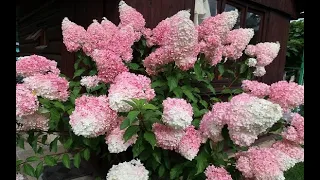 Feel free to PLANT SUCH HYDRANGEAS IN THE GROUND NOW