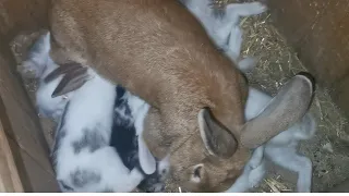 Baby bunnies breast feeding milk from their  mom | 40 days old baby bunnies so cute and funny