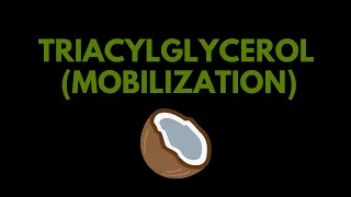 Triacylglycerol mobilization stored in adipose tissue