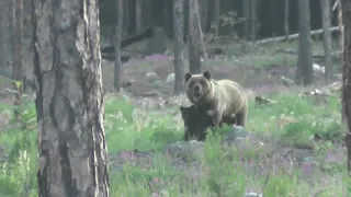 Медведица с медвежатами попали в кадр
